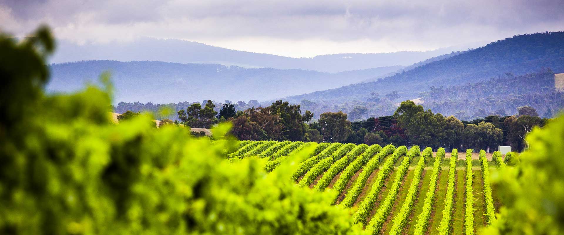 Yarra Valley Wine Region