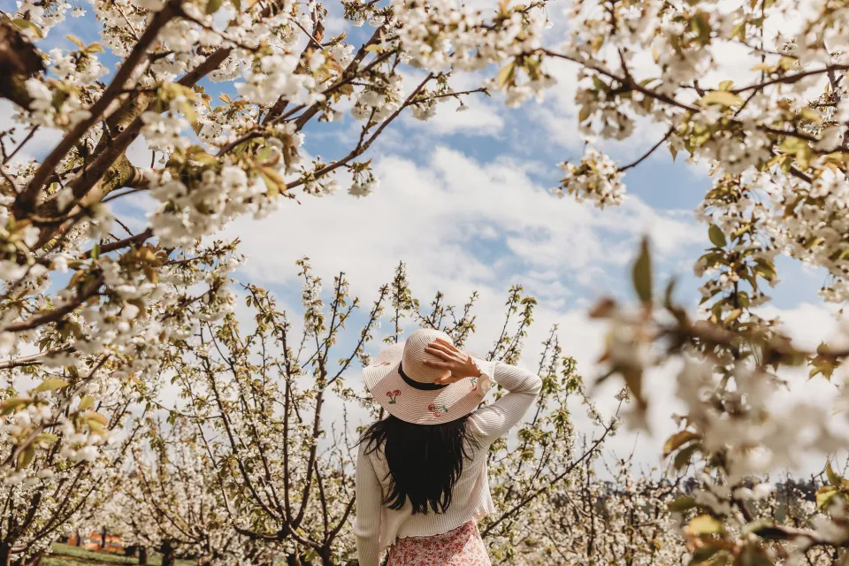 A visitor enjoying the spring blossoms at CherryHill Orchards