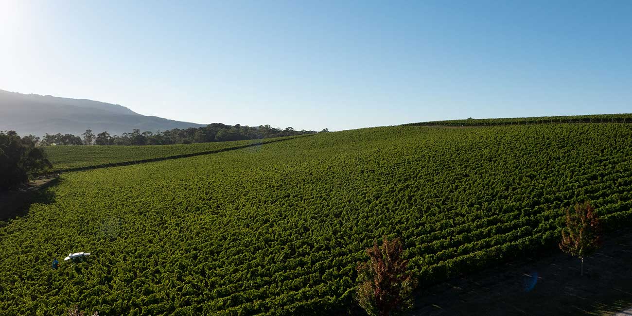 Vineyard views at Rochford Wines