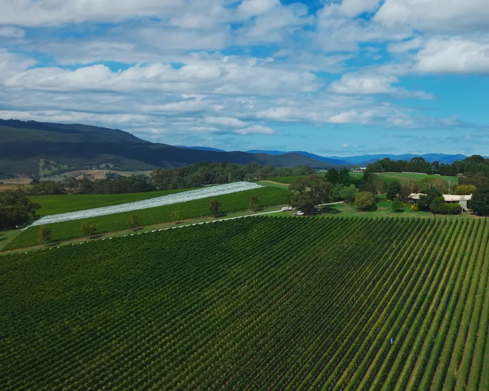 16 Briarty Road Vineyard