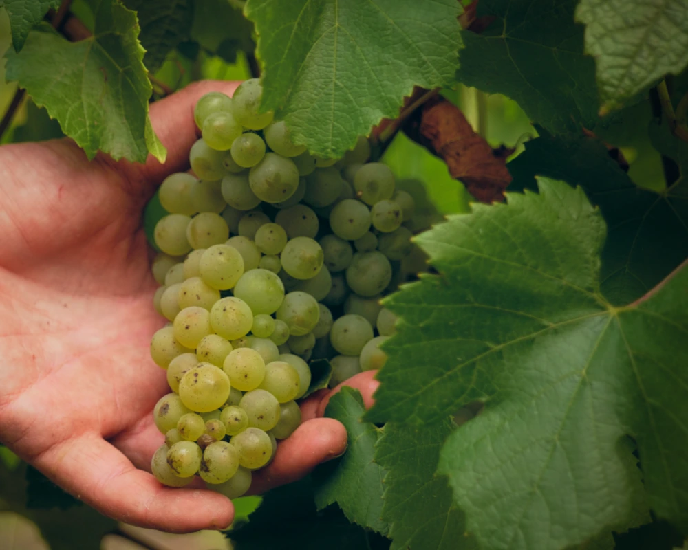 Chardonnay Grapes