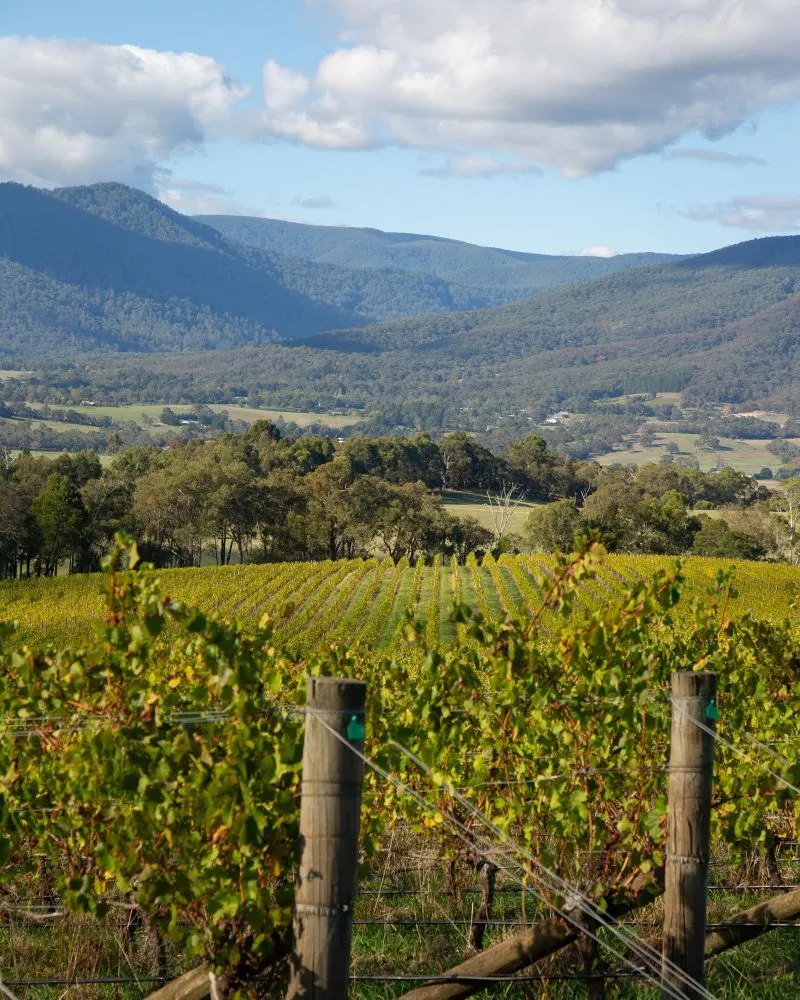 Yarra Valley Wine Region