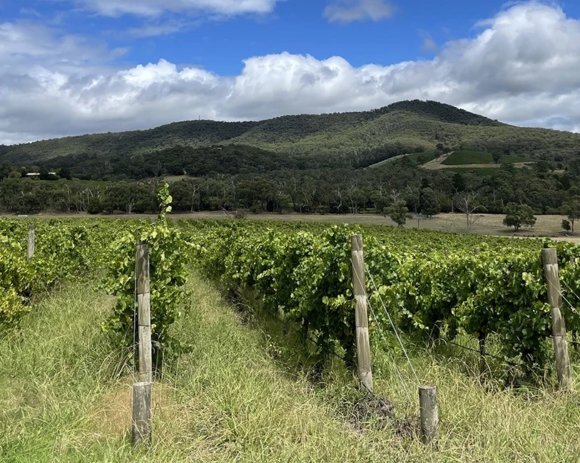 Briarty 9 Vineyard