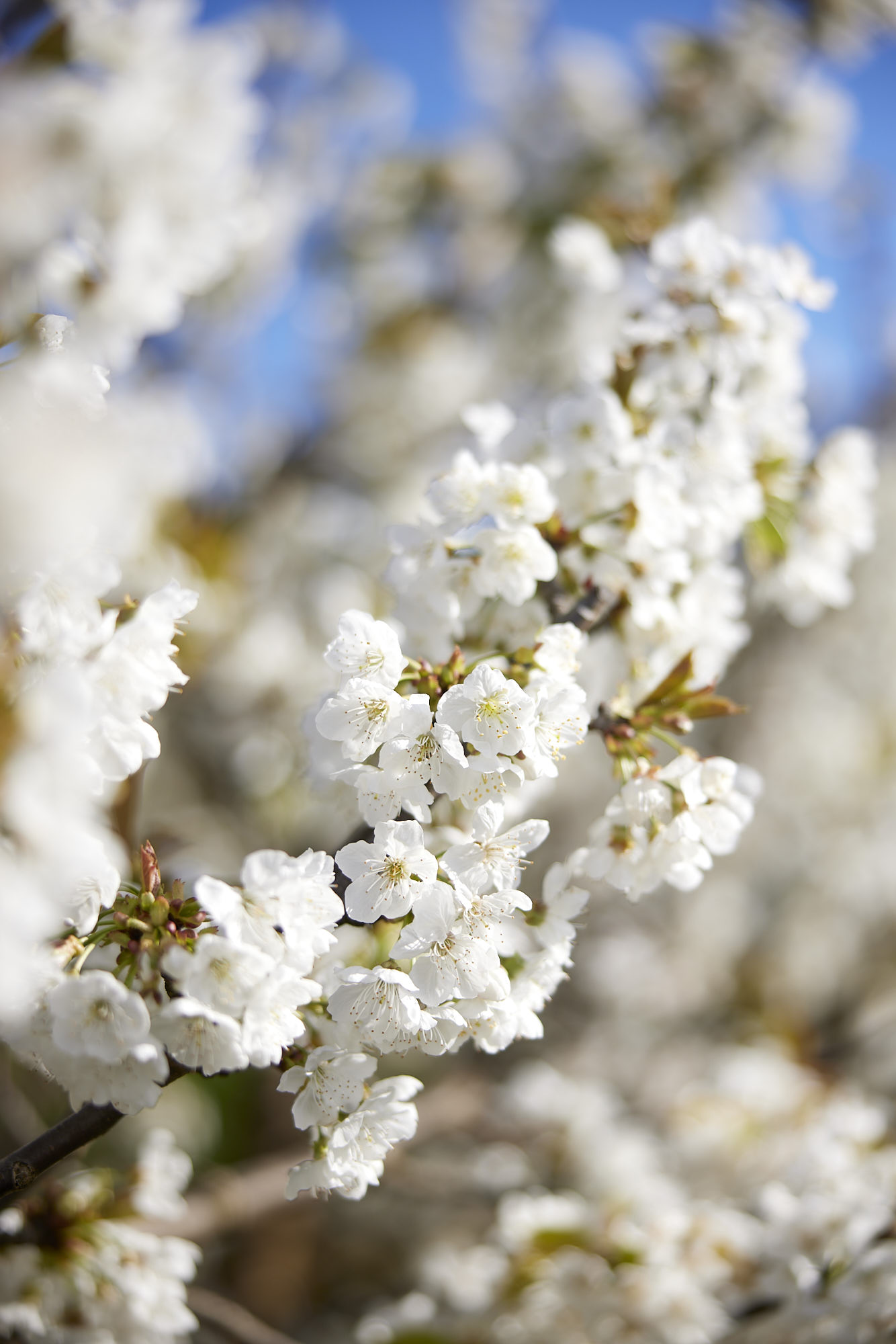 Delicate white cherry blossoms at CherryHill Orchards