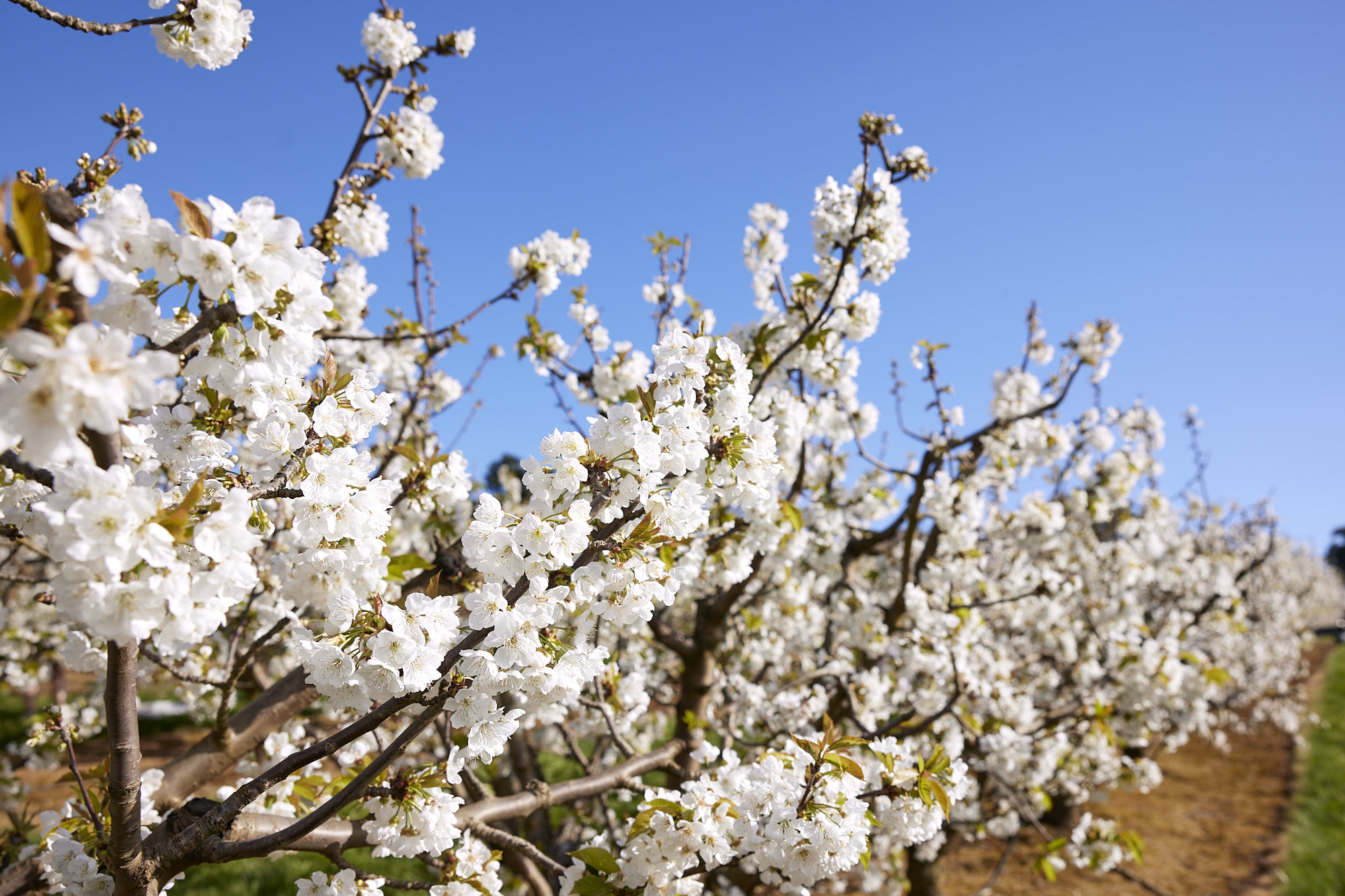 White cherry blossoms against a spring sky at CherryHill Orchards