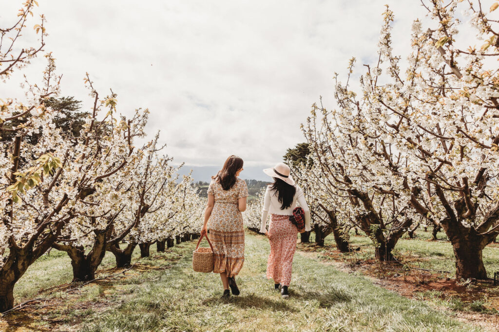 Friends walking through the cherry blossoms at CherryHill Orchards
