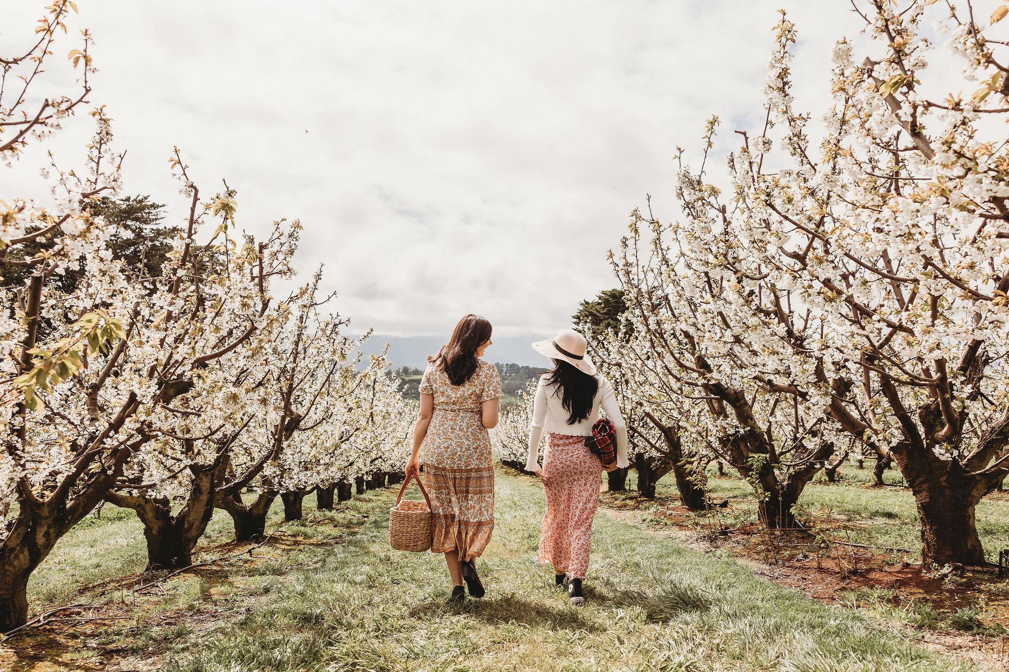 Friends walking through the cherry blossoms at CherryHill Orchards