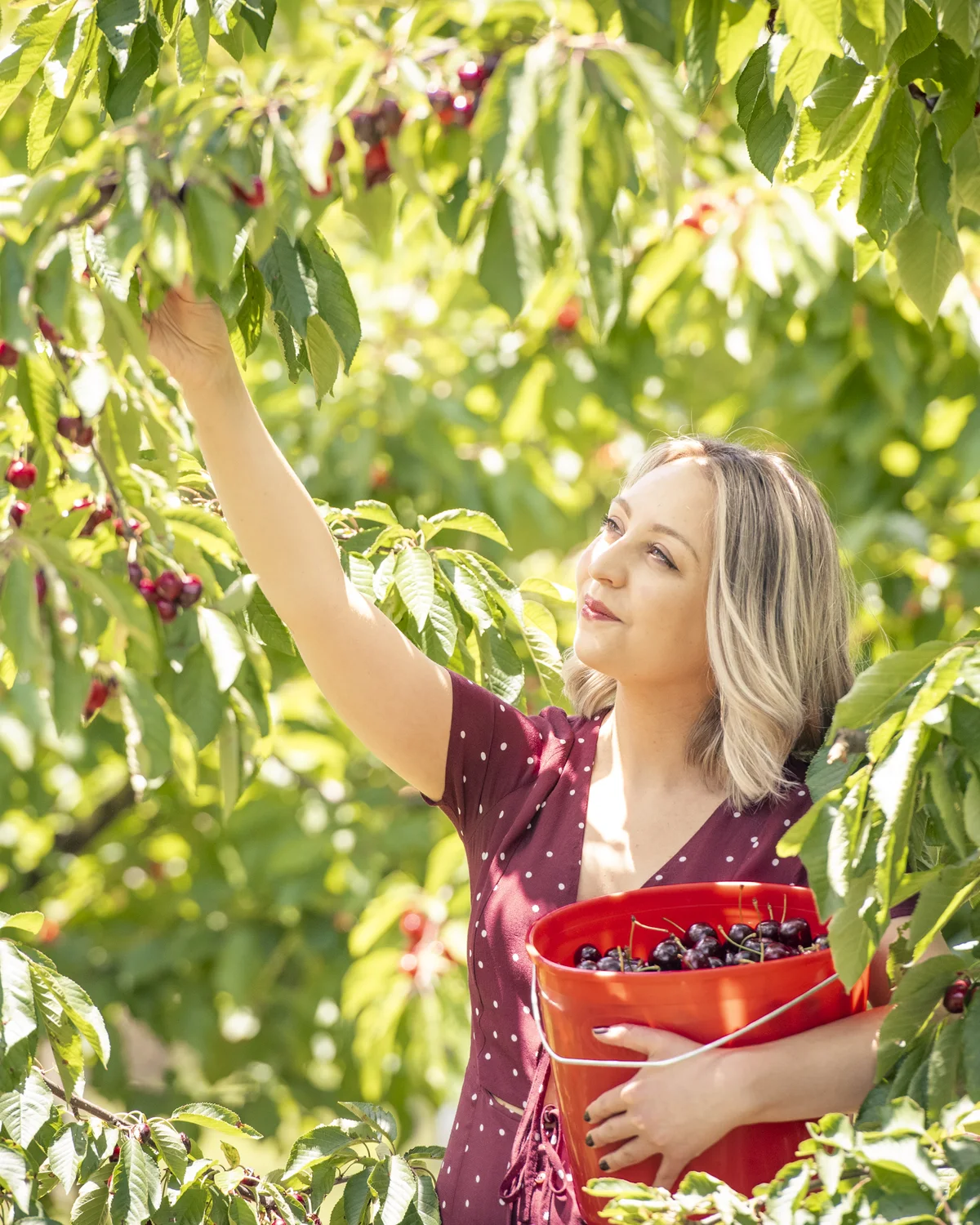 Picking ripe cherries at CherryHill Orchards