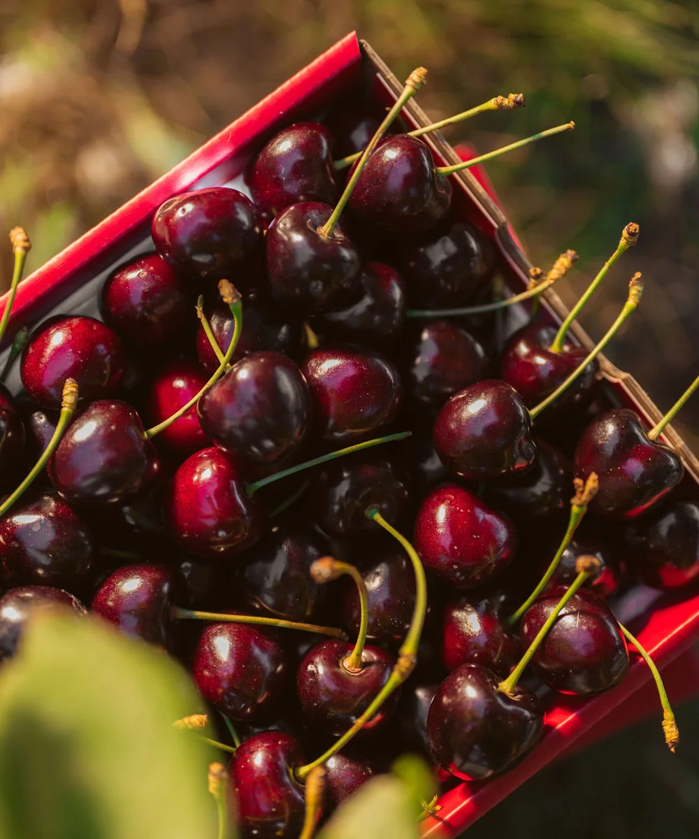 Freshly picked cherries in a CherryHill take-home box